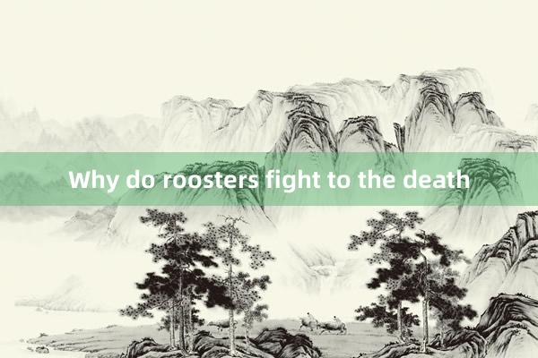 Why do roosters fight to the death