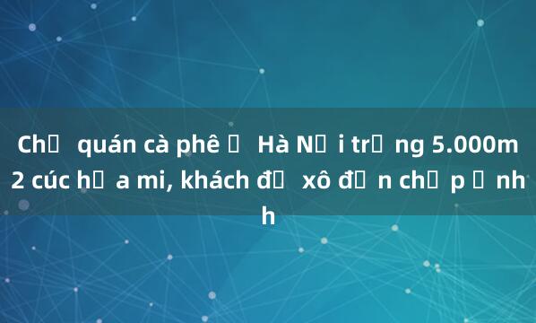 Chủ quán cà phê ở Hà Nội trồng 5.000m2 cúc họa mi， khách đổ xô đến chụp ảnh