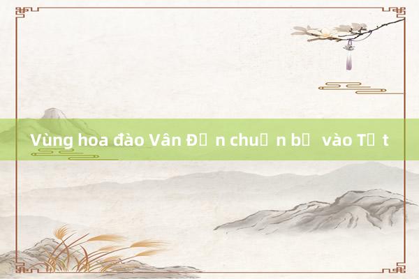 Vùng hoa đào Vân Đồn chuẩn bị vào Tết